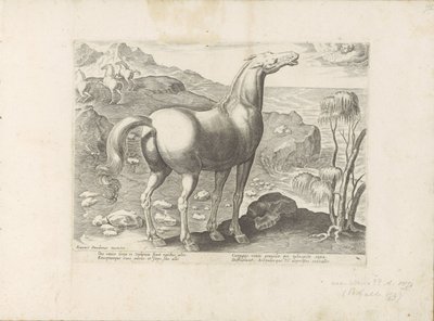 Zephyrus er en glædelig frugt Paardenrassen uit de Koninklijke stallen van Don Juan van Austria (serietitel) Hesten, hvor alle slags adelige: hestes opførsel adskilt fra forskellige dele af verden udvalgt (...) (serietitel på objekt) af Anonymous