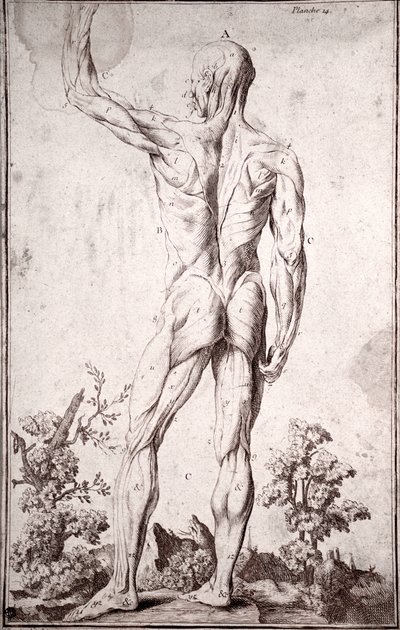 Anatomisk undersøgelse af det menneskelige muskelsystem (gravering af Anonymous Anonymous