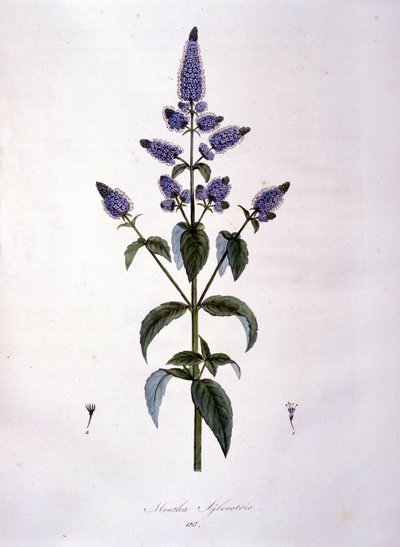 Botanisk tavle: vild mynte (mentha sylvestris). 1800-tals gravering. af Anonymous Anonymous