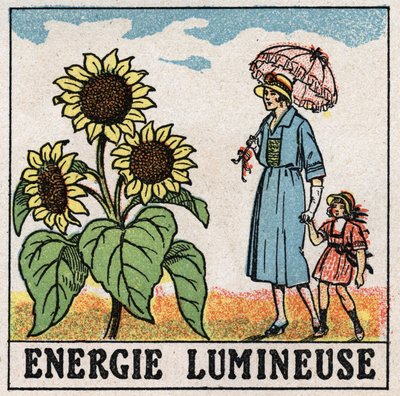 Lysenergi: solsikke påvirkes af sollys. Anonym illustration fra 1925. Privat samling. af Anonymous Anonymous