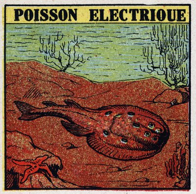 Fysiologiske virkninger af elektrit: elektrisk fisk. Anonym illustration fra 1925. Privat samling. af Anonymous Anonymous