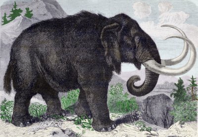 Repræsentation af en mammut. Rekonstitueret efter opdagelser af Adams, medlem af Sankt Petersborg Akademiet. Gravering fra 1867. . af Anonymous Anonymous