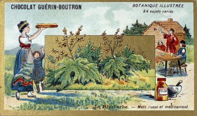 Rabarber: Russisk mad og medicin. Gravering (chromo). Reklamekromolitografi for Guerin-Boutron-chokolader, slutningen af det 19. århundrede. Illustree Botanisk Serie. af Anonymous Anonymous