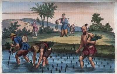 Risplantage, Kina (la ris) - indgravering fra "" Skikke og traditioner for alle mennesker i universet. Det vil sige historien om regeringen, lovene, militsen, om alle nationers religion fra de fjerneste tider til i dag "1856 af Anonymous Anonymous