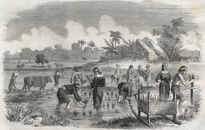 Risdyrkning i Manila (Manilla) i Filippinerne i 1864. (Plantering af ris i Manilla) Anonym gravering. Privat samling. af Anonymous Anonymous