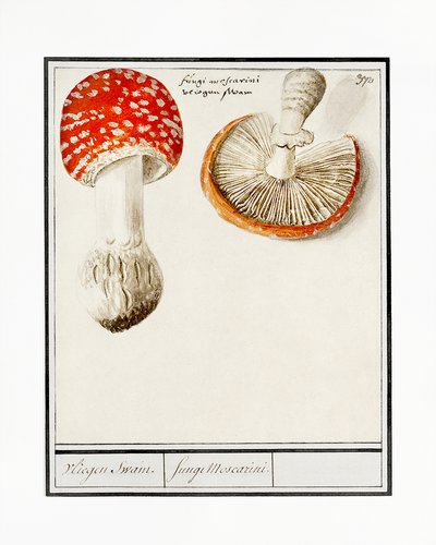 Rødfluehat, Amanita muscaria af Anselmus Boëtius de Boodt
