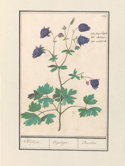 Akelei (Aquilegia) Akeleijen. / Aquilegia. / Aucolied (titel på objekt) af Anselmus Boëtius de Boodt
