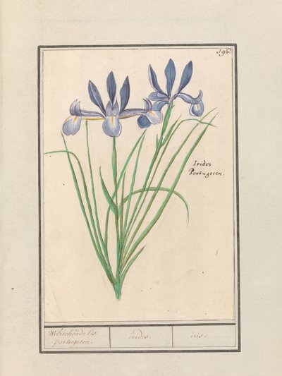 Blå iris (Iris sibirica) Sødduftende orris. portugisisk. / iriderer. / iris. (titel på objekt) af Anselmus Boëtius de Boodt