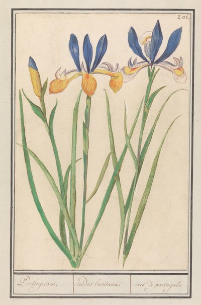 Blauwgele lis (sibirisk iris) portugisisk / Lusitanske regnbuer / iris fra portugal (titel på objekt) af Anselmus Boëtius de Boodt