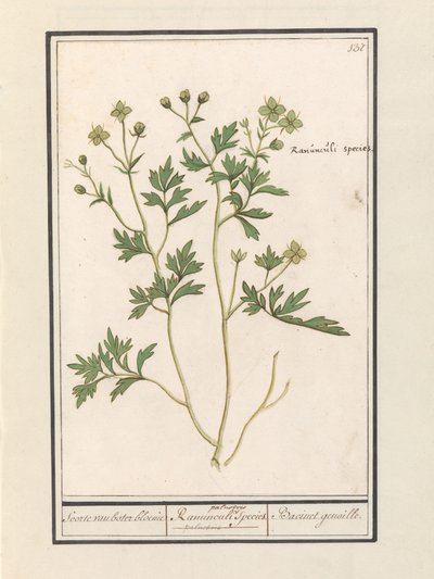 Smørblomst (Ranunculus) Arter af ranunkel / Ranunculi palustris Arter. / Bacinet genoille. (titel på objekt) af Anselmus Boëtius de Boodt