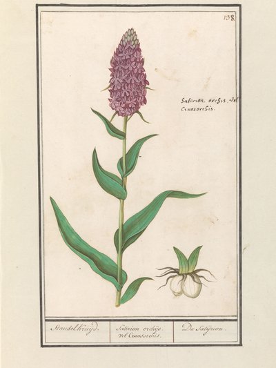 Brede orkiser (Dactylorhiza majalis) Standelcruijd. / Satirion orkideer eller Cynosorchis. / Satijrion. (titel på objekt) af Anselmus Boëtius de Boodt