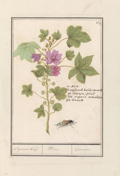 Stor malva (Malva sylvestris) Sigmaards urt / Alcea. / Guimauvre. (titel på objekt) af Anselmus Boëtius de Boodt
