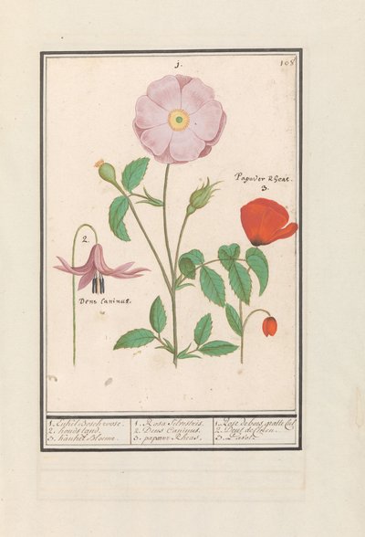 Hundetand (Erythronium), vild rose (Rosa) og en valmue (valmue) 1. Kun Bosch rose. 2. hundestativ. 3. Kankel Bloeme. / 1. Rosa Silvestris. 2. Dens Canisus 3. Valmue Rheas. / 1. Rose de bois gratte cul 2. Dent de Chien. 3. Pavot. (titel på objekt) af Anselmus Boëtius de Boodt