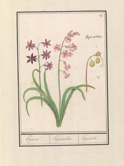 Hyacint (Hyacinthus orientalis) Hijacin / Hyacinthus / Hyacint (titel på objekt) af Anselmus Boëtius de Boodt
