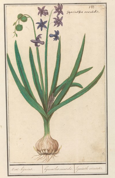 Hyacint (Hyacinthus orientalis) Oost-hijacint / Orientalsk hyacint. / orientalsk hyacint (titel på objekt) af Anselmus Boëtius de Boodt