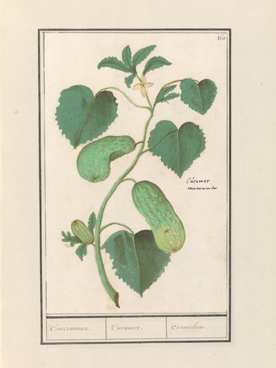 Komkommer (Agurk sativa) Komkommer. / Agurk. / Cornichon. (titel på objekt) af Anselmus Boëtius de Boodt