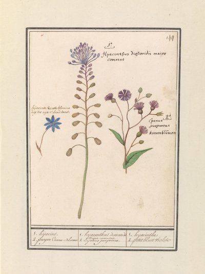 Kuifhyacint (Muscari comosum) en korenbloem (Centaurie) 1. Kapring 2. lilla Coorn Bloeme / 1. hyacint dioscorides. En smuk borgmester. 2. Cajanus lilla. / 1. hyacint 2. petit bluet violet (titel på objekt) af Anselmus Boëtius de Boodt