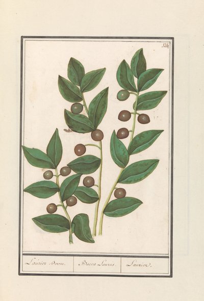 Oliven (Olea europaea) Laurbærtræ. / Bacca Laurus. / Laurel (titel på objekt) af Anselmus Boëtius de Boodt