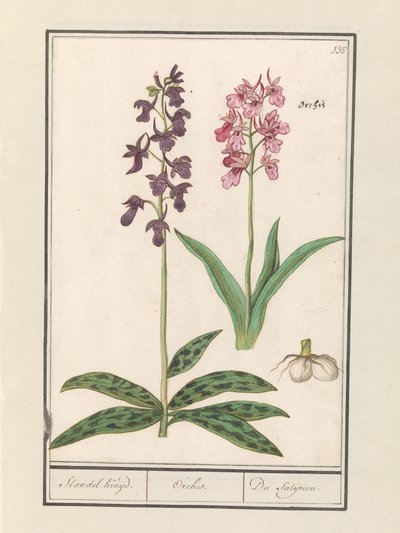 Orkideer (Orchidaceae) Standel Cruise. / Orchis. / Satijrion. (titel på objekt) af Anselmus Boëtius de Boodt