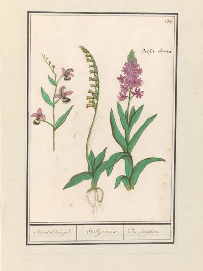 Orchididae (Orchidaceae) Stendhal krydsede. / Orchaeus tur. / du satijrion. (Total på objekt) af Anselmus Boëtius de Boodt