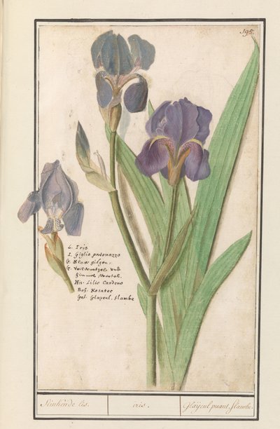 Paarse iris (Iris germanica) Stinkende lis. /iris. / Stinkende gladioler. flammer. (titel på objekt) af Anselmus Boëtius de Boodt
