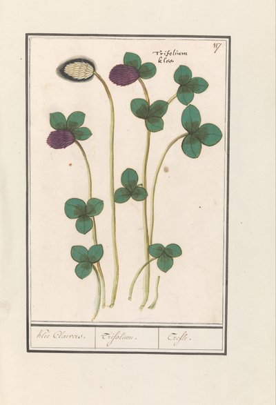 Rødkløver (Trifolium pratense) Klee Claevers. / Trifolium. / Trefle (titel på objekt) af Anselmus Boëtius de Boodt