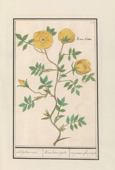 Rose (Rosa) enkelt gul rose. / Rosa lutea simplex / rose jeaune à fleur simple (titel på objekt) af Anselmus Boëtius de Boodt