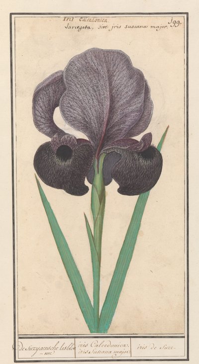 Rouw iris (Iris susiana) fra suzyaensche lisbloeme / iris Calcedonica. iris Susiana major. / suze iris. (titel på objekt) af Anselmus Boëtius de Boodt