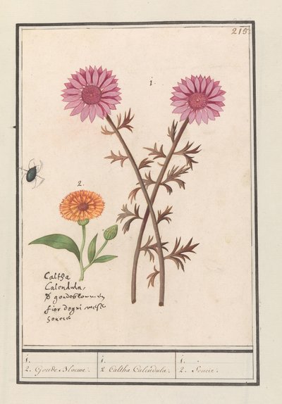 Lyserød blomst (ukendt) og morgenfrue (Calendula officinalis) 1. 2. Gyldne Blomster. / 1. 2. Caltha Calendula. / 1. 2. Soucie. (titel på objekt) af Anselmus Boëtius de Boodt