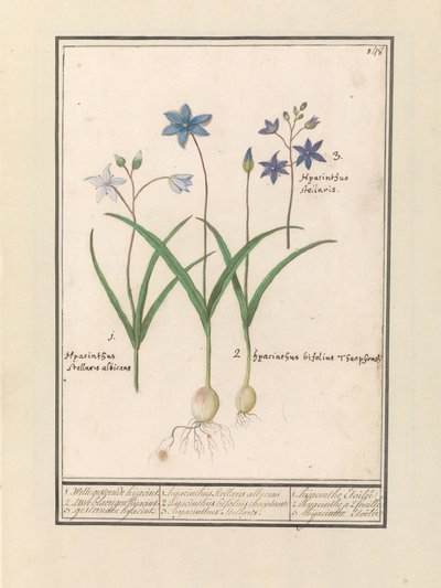 Sterhyacint (Scilla) 1. Witte er jesterinde i går. 2. Twee blaerigen hijacint. 3. De kaprede i går. / 1. Hyacinthus Stellaris albicans 2. Hyacinthus bifolius Theophrastus 3. Hyacinthus Stellaris. / 1. hyacint Etoilée 2. hyacint a 2 feuille 3 hijac af Anselmus Boëtius de Boodt