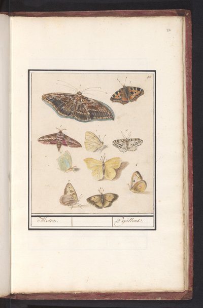 Sommerfugle og møl møl. / Papillons (titel på objekt) af Anselmus Boëtius de Boodt