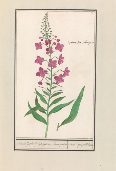 Ildgær (Chamerion angustifolium) Igen, jøderne Kruyt. / lysimachia sequilosa / Souci d