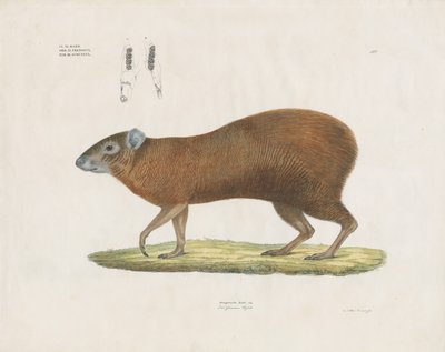 Almindelig Agouti med tanddetaljer (håndkoloreret litografi) af Anstalt Arnz & Co.