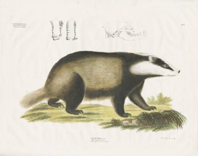 Europæisk grævling med kranieillustration (håndkoloreret litografi) af Anstalt Arnz & Co.