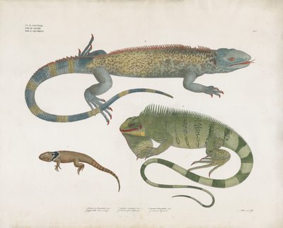 Skaldyr fra forskellige levesteder (håndkoloreret litografi) af Anstalt Arnz & Co.