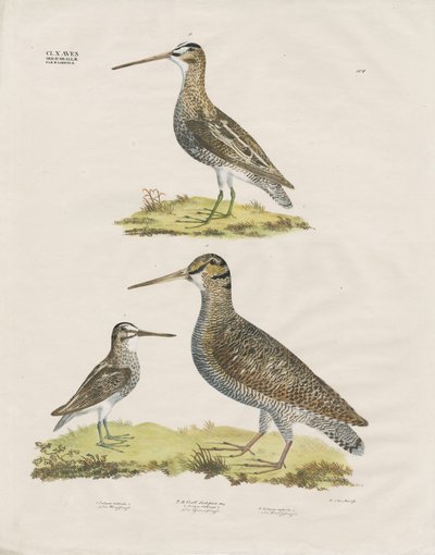 Snipe Species (håndkoloreret litografi) af Anstalt Arnz & Co.