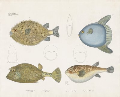 Forskellige arter af kuglefisk og deres anatomiske kendetegn (håndkoloreret litografi) af Anstalt Arnz & Co.