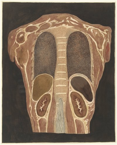 Anatomisk undersøgelse af organerne i brystet, set bagfra af Anthonie van den Bos