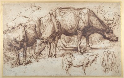 Kvæg på græs, ca. 1618-20 (pen og blæk med vask på papir) af Anthony van Dyck