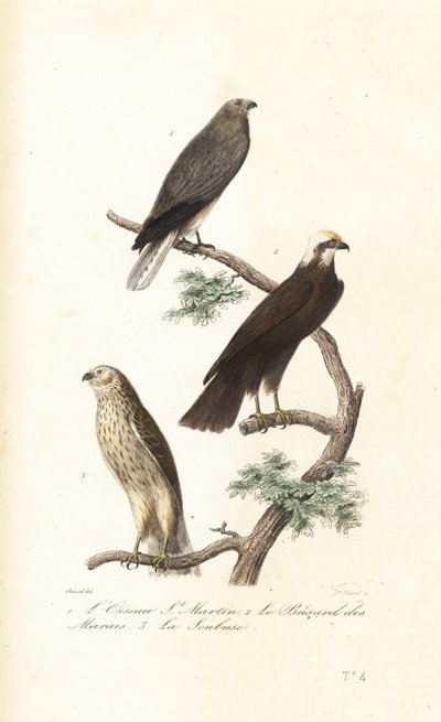 Hønsehøne, sumphøge og Montagushøge. af Antoine (after) Chazal