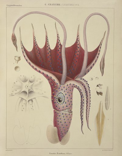 Blæksprutte, pl.2 fra "Histoire Naturelle Generale et Particuliere des Cephalopodes Acetabuliferes", udgivet af Ferussac und D