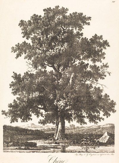 Chene (egetræ) af Antoine Pierre Mongin