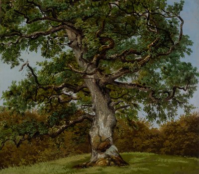 Studie af et gammelt egetræ af Anton Eduard Kieldrup