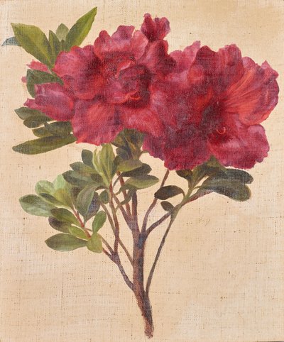 Rhododendron af Anton Hartinger