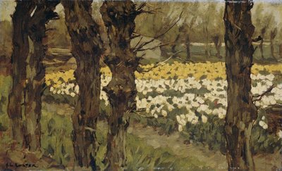 Tulipanmarker af Anton L. Koster