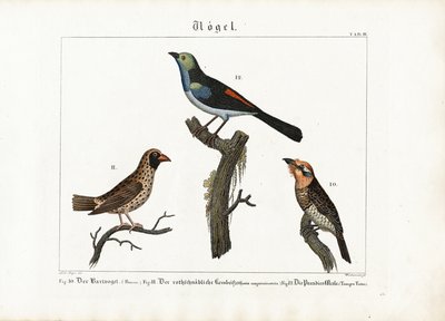 Barbet, væverfugl og paradisfluesnapper af Anton Wachsmann