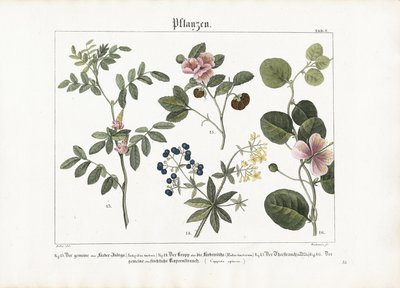 Farveplanter og kapersbusk af Anton Wachsmann