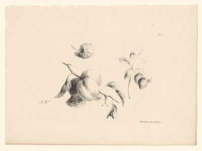 Abrikoser og jordbær Blomster og frugter (serietitel) af Anton Weiss
