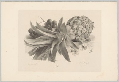 Ananas og druer Blomster- og frugtstudier (...) 10. afsnit (serietitel) af Anton Weiss