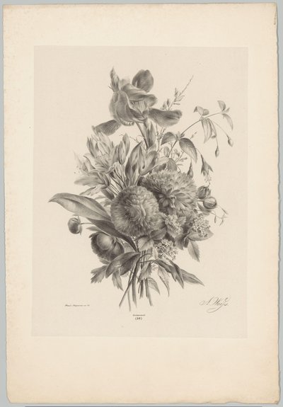 Nelliker og liljer Blomster- og frugtstudier (...) 10. afsnit (serietitel) af Anton Weiss